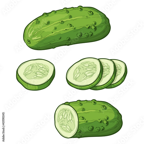 Cucumber and slices isolated on a white background. Vector illustration of vegetables in cartoon style. 