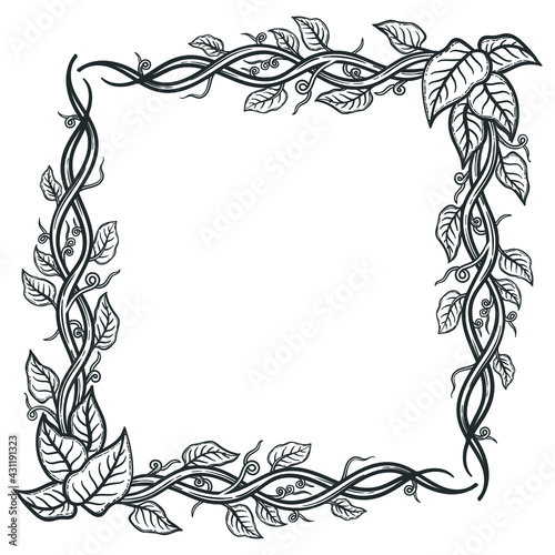 Sketch vines decorative set, vector illustration