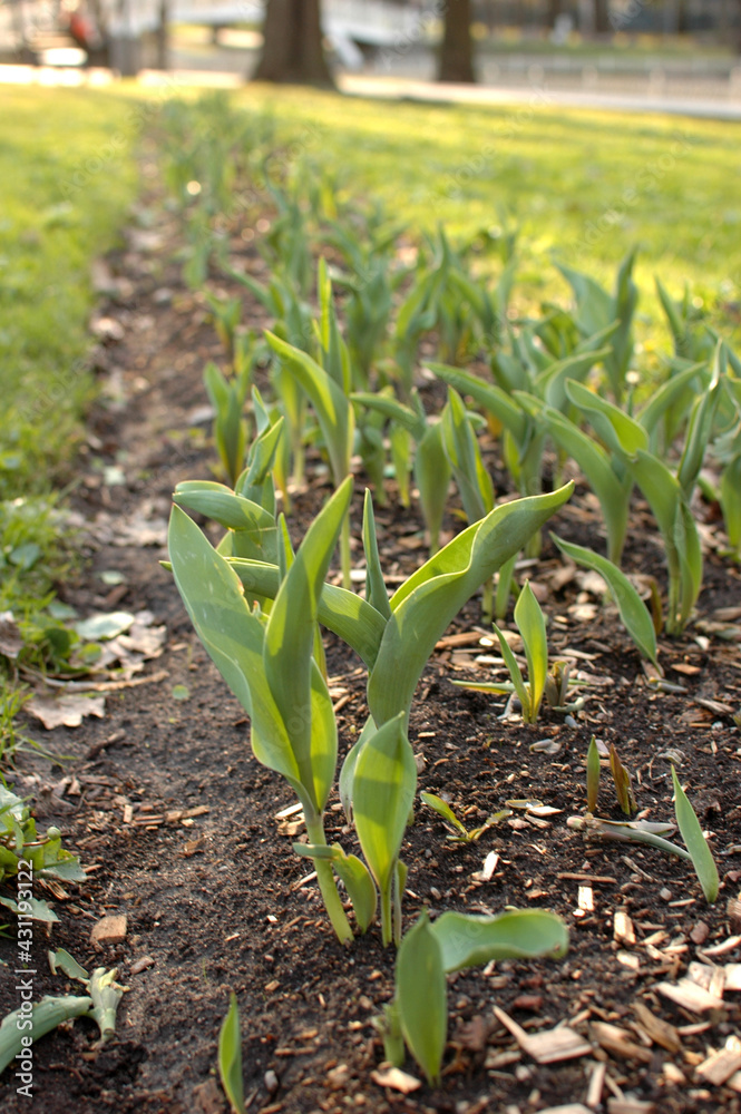 Flower seedlings on a garden bed in the park. Flower seedlings in the city square. Flower seedlings on a garden bed in the park. Flower seedlings in the city square.