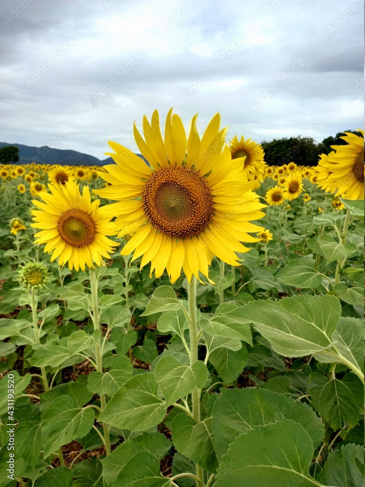 Fototapeta premium A collection of beautiful yellow and orange sunflowers blooming in the breeze and sunlight with a mountain background that can be applied to various works such as posters, photos for articles, covers,