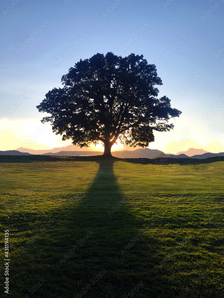 Obraz premium Tree at sunset.