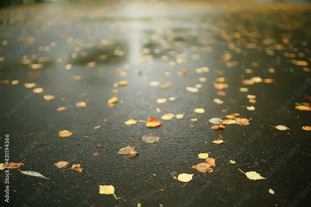 fall wet leaves background / autumn background, yellow leaves fallen from the trees, fall of the leaves, autumn park fall wet leaves background / autumn background, yellow leaves fallen from the trees, fall of the leaves, autumn park