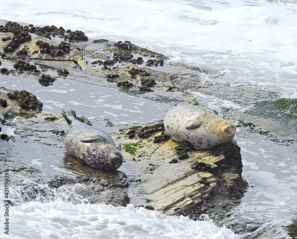 Harbor seals relaxing on the rocky shores of Carpinteria, in Santa Barbara County, California. Harbor seals relaxing on the rocky shores of Carpinteria, in Santa Barbara County, California.