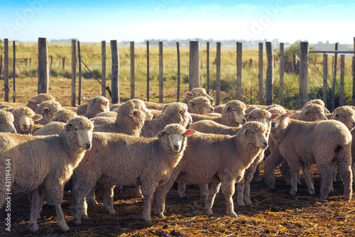 ganado ovino en los corrales de un campo en Buenos Aires photo