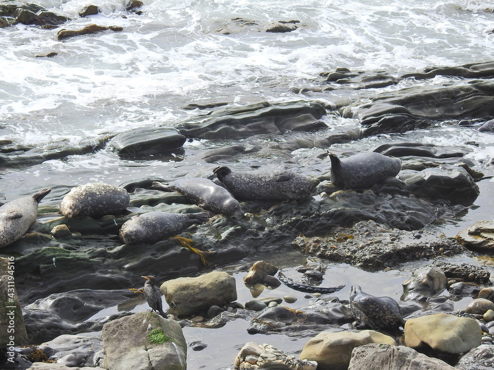 Obraz premium Harbor seals relaxing on the rocky shores of Carpinteria, in Santa Barbara County, California.