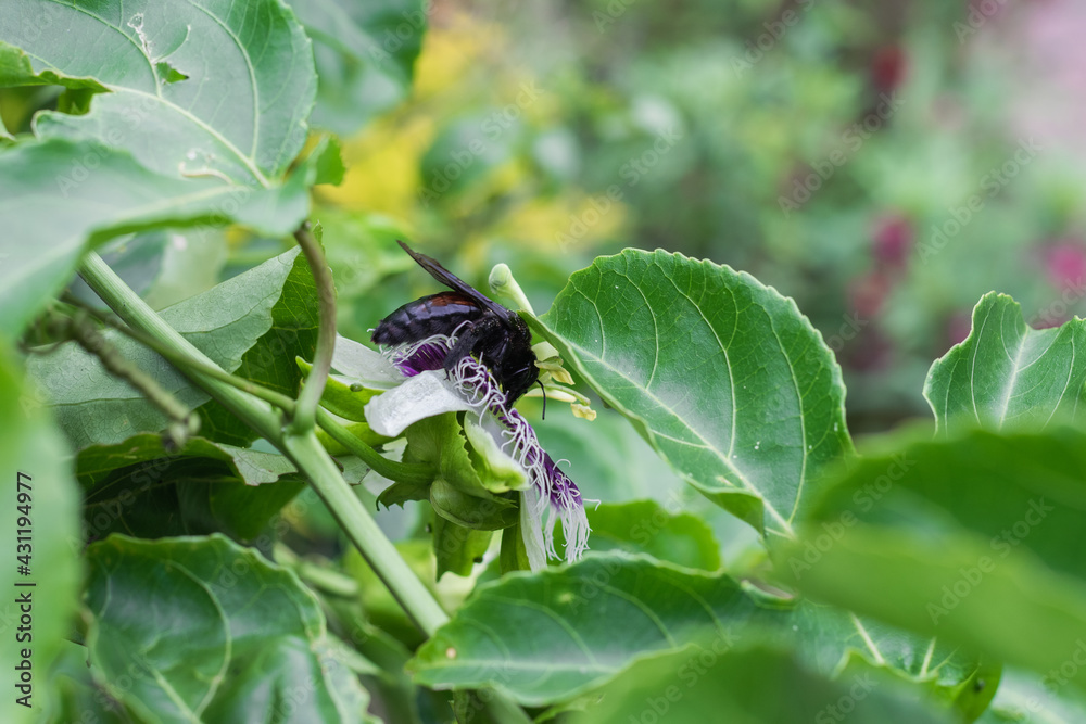 bombus atratus, pauloensis, black manganga or paramo bumblebee (abejorro negro), flower pollination in passion fruit cultivation. lives mainly in South America