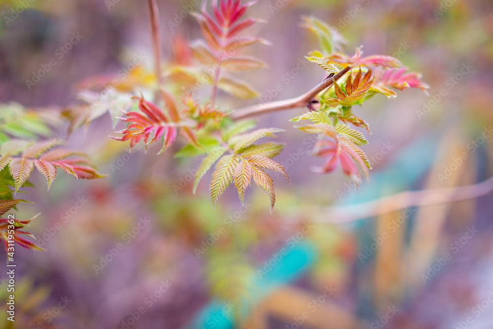 Branches with leaves of rowan in spring. Branches with leaves of rowan in spring.