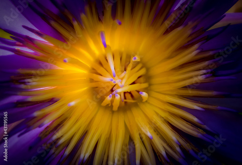 Macro photo of Yellow Lotus Flower