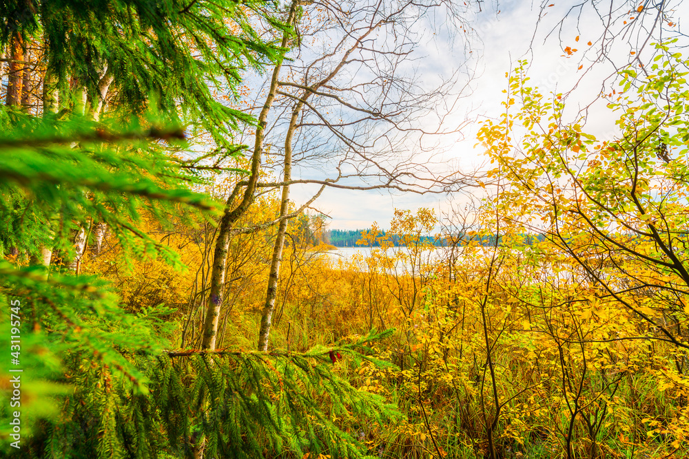 Sunset over the forest lake. Autumn weather. Marshland. Trees without foliage. Beautiful nature. Russia, Europe. View from the shore through the trees.