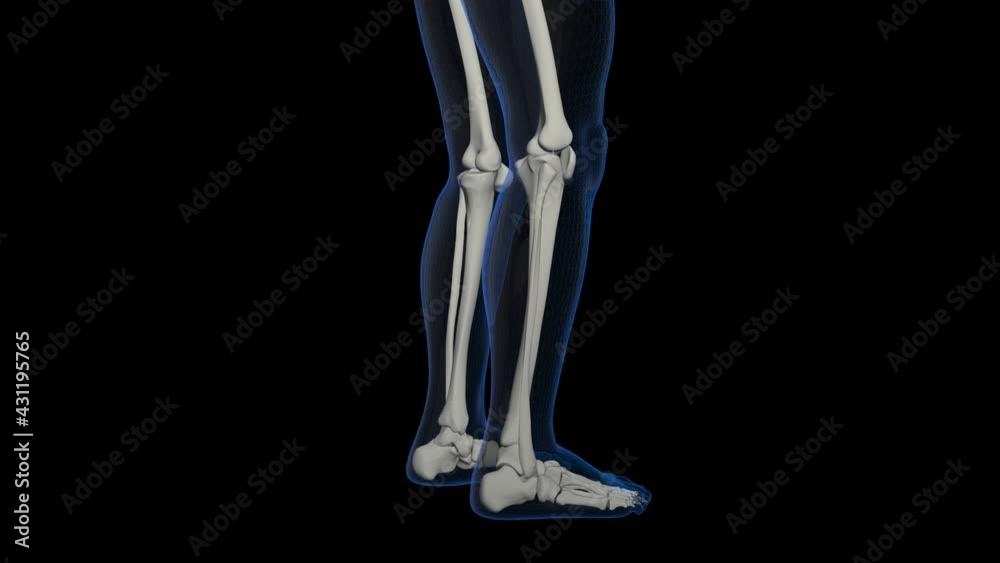 Skeleton Legs With Alpha Channel
Skeleton Legs With Alpha Channel