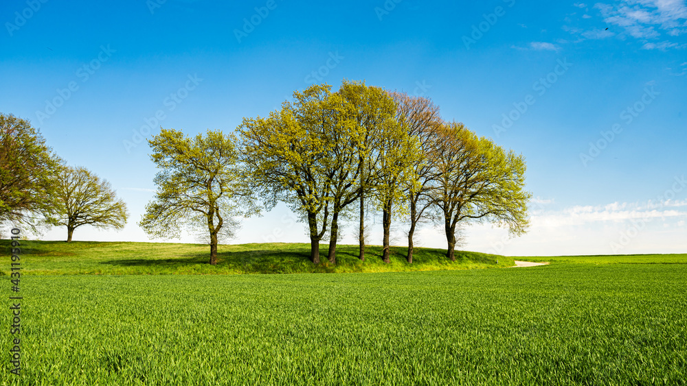 Green meadows with blue sky and clouds background