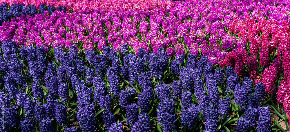 Obraz premium hyacinth flowers close-up in the garden