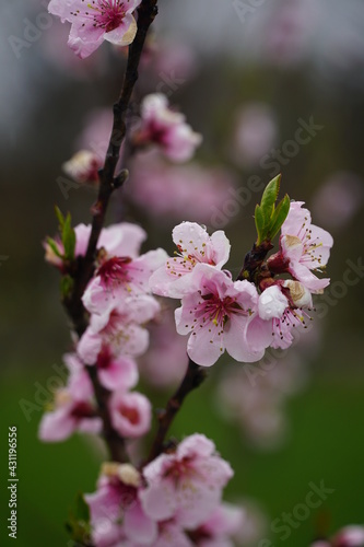 A sprig of nectarine with blooming flowers with raindrops on the petals. Latin name - Prunus persica var. nucipersica Stark Red Gold. Blurred background with copy space. Selective focus.