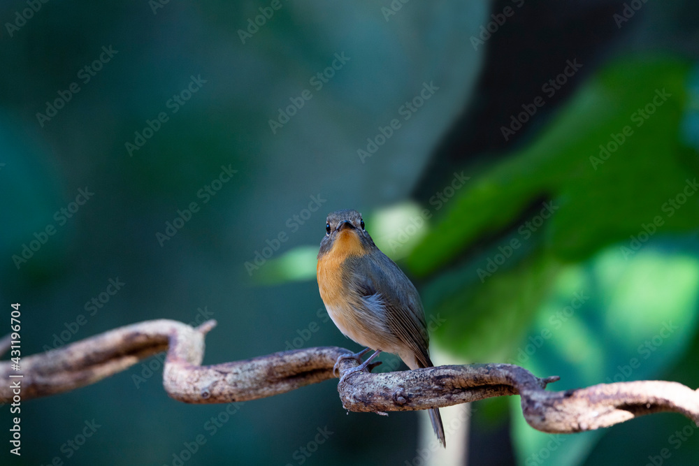 Fototapeta premium Hill Blue Flycatcher