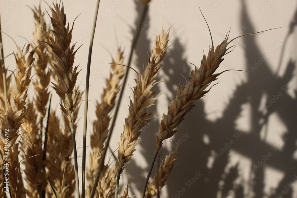 Dry wheat spikes bouquet and its shadow Dry wheat spikes bouquet and its shadow