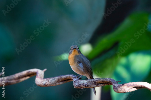 Hill Blue Flycatcher photo