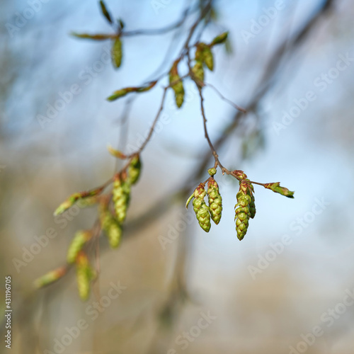 Inflorescence of a hornbeam (Carpinus betulus) in a park in Germany in springtime