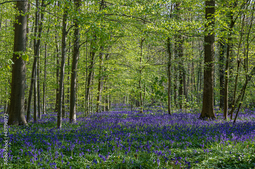 Fototapeta Naklejka Na Ścianę i Meble -  Hallerbos (English: Hallerbos) with the giant Sequoia trees and a carpet full of purple blooming bluebells in springtime, turns the forest into a magical setting for a hike in nature. 