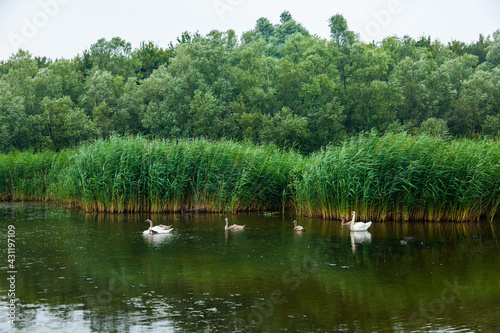 A family of wild swans on the lake among the reeds. Two adult swans with cubs on the lake near the reeds.