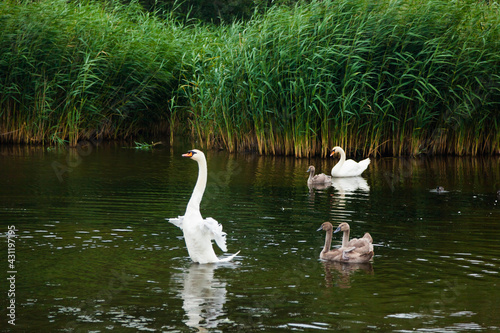 A family of wild swans on the lake among the reeds. Two adult swans with cubs on the lake near the reeds.	
