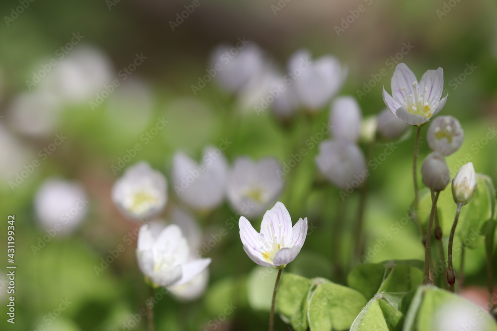 In the forest, clover bloomed with white flowers. Forest clover. In the forest, clover bloomed with white flowers. Forest clover.
