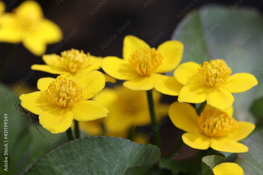 Spider on a yellow flower. Yellow forest flowers bloomed in spring. 