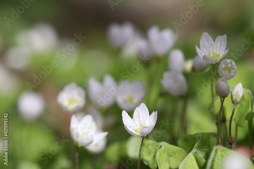 In the forest, clover bloomed with white flowers. Forest clover. 