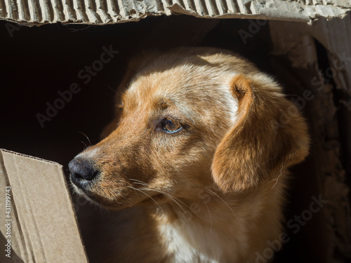 Wallpaper Mural Stray street dog is in a box on a back street Torontodigital.ca