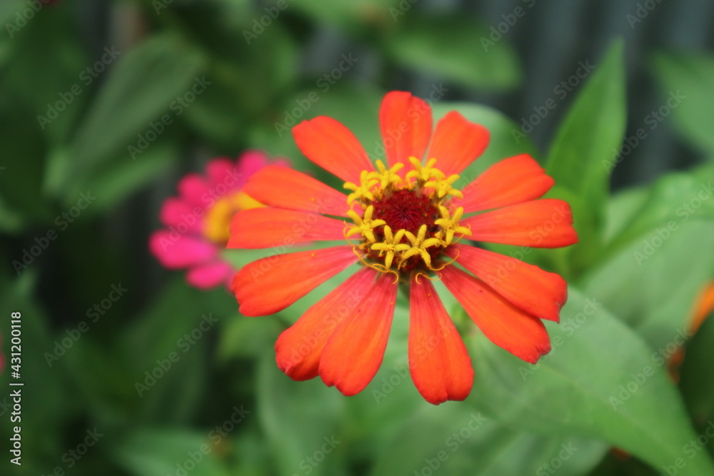 fresh natural zinnia flower beautiful color garden fresh natural zinnia flower beautiful color garden
