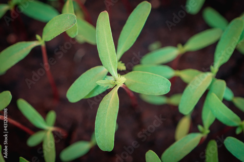 Young sprouts in seedling boxes.