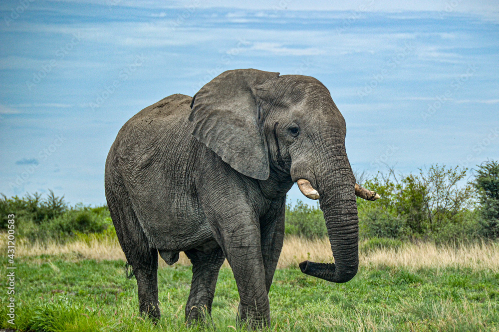 Fototapeta premium Elephant by the road in botswana