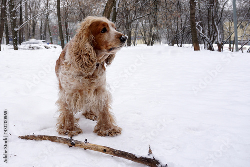 A dog in a winter park stands over a gnarled stick.