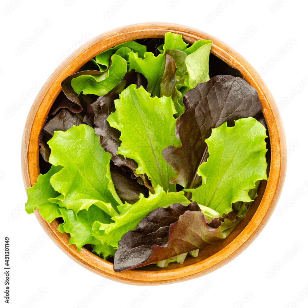 Loose leaf lettuce in a wooden bowl. Fresh picked green and red leaves of pluck lettuce, also pick or looseleaf lettuce. Raw, organic, vegan. Close-up from above, isolated over white macro food photo. - obrazy, fototapety, plakaty 