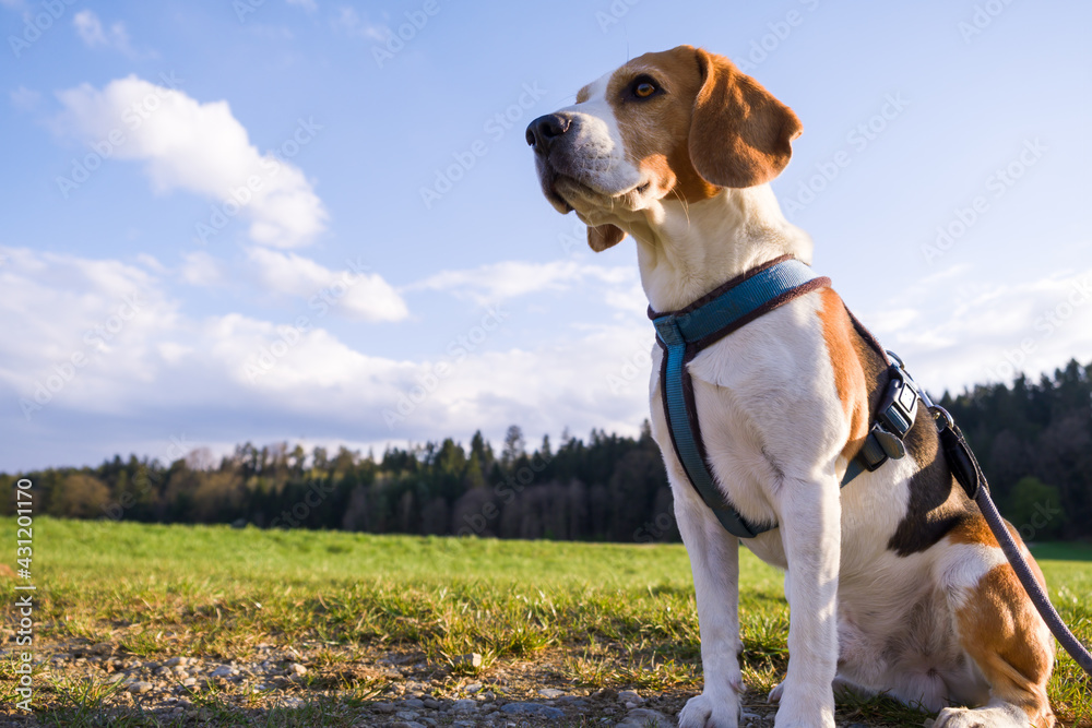 Dog portrait back lit background. Beagle on rural path