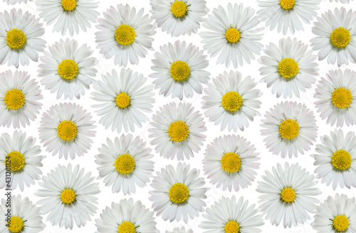 Isolated daisies texture background