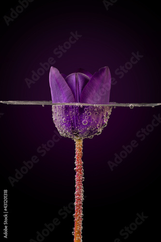 tulip of purple color. very elegant photo on a dark background. The tulip is in water full of bubbles.