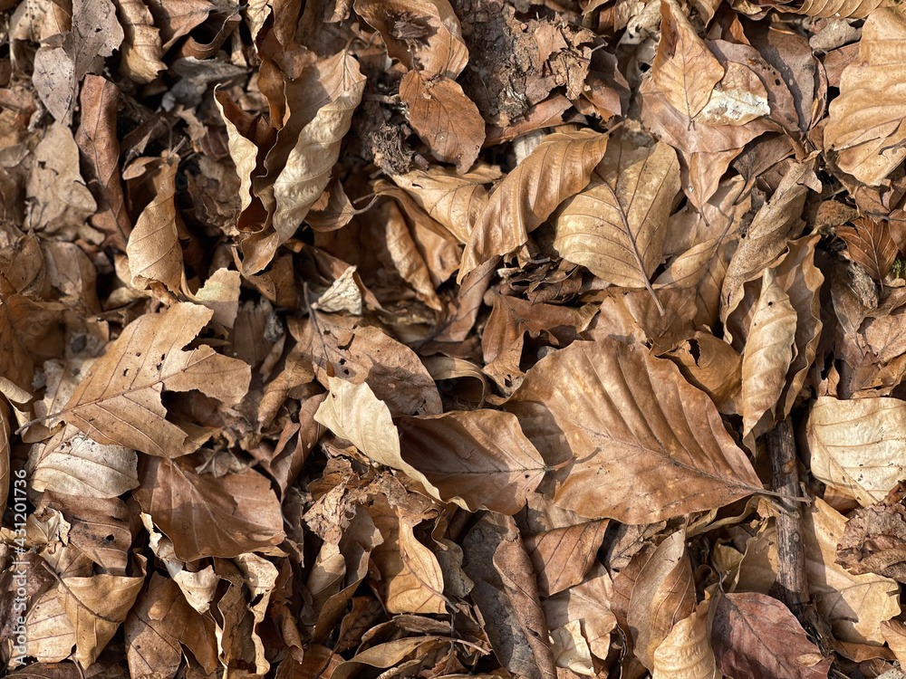 leaves on the ground