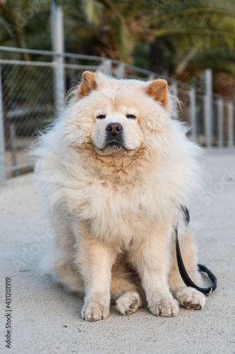 Chow-chow isolated in the park. Beautiful and elegant dog purebred. White and fluffy chow dog sitting outdoors.