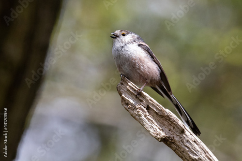 long tailed tit