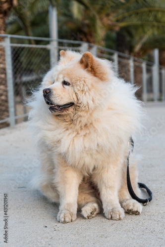 Chow-chow isolated in the park. Beautiful and elegant dog purebred. White chow dog sitting outdoors.