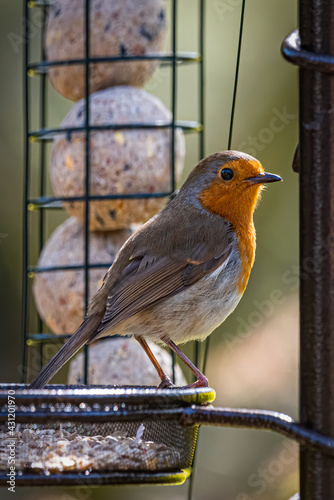 Robin on a bird table 