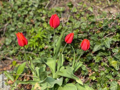 red tulips in the garden