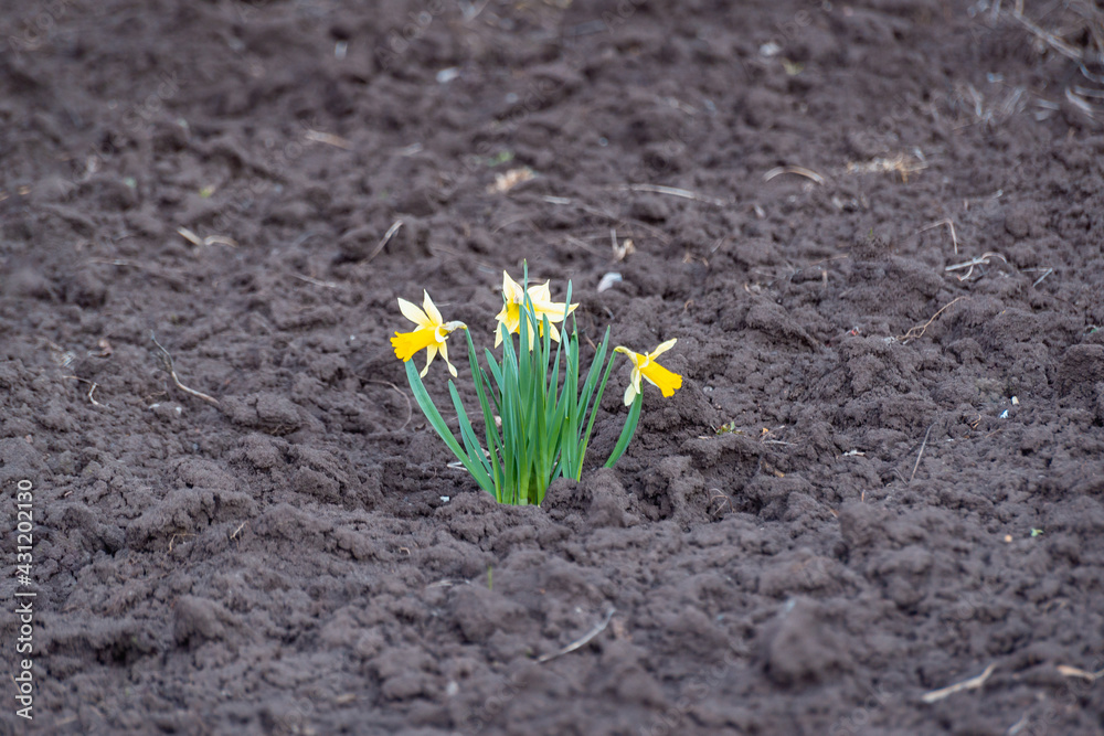 Narcissus flower grew on black ground. Narcissus flower grew on black ground.