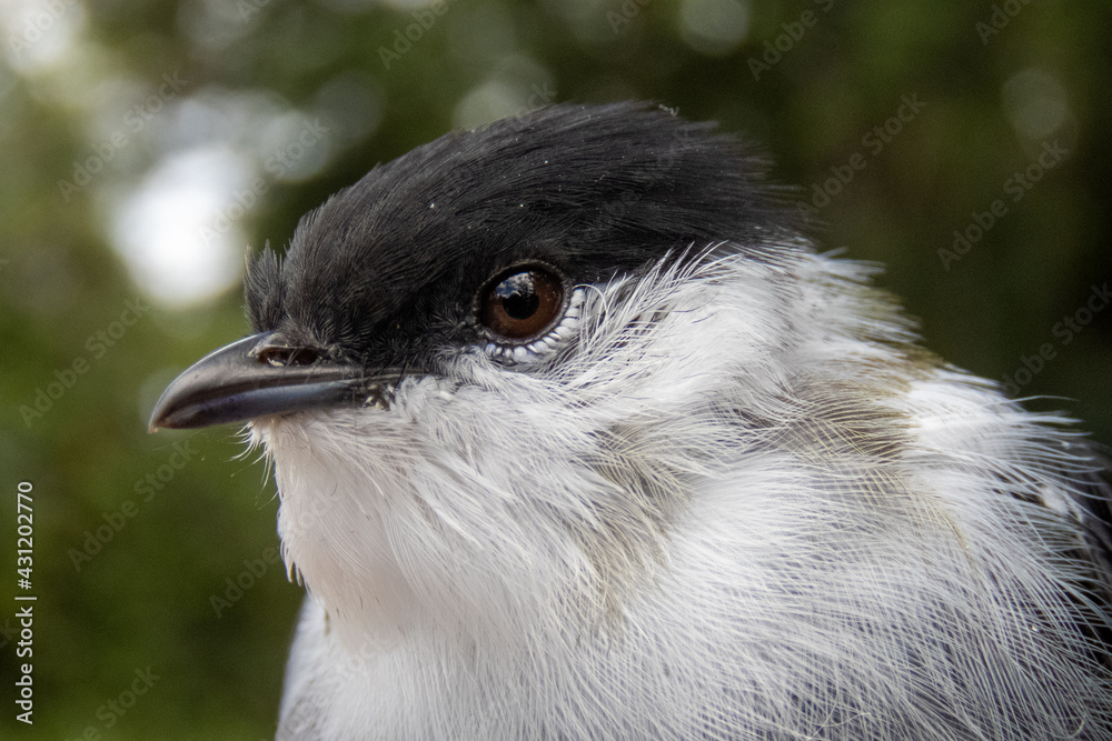Fototapeta premium close up of a bird