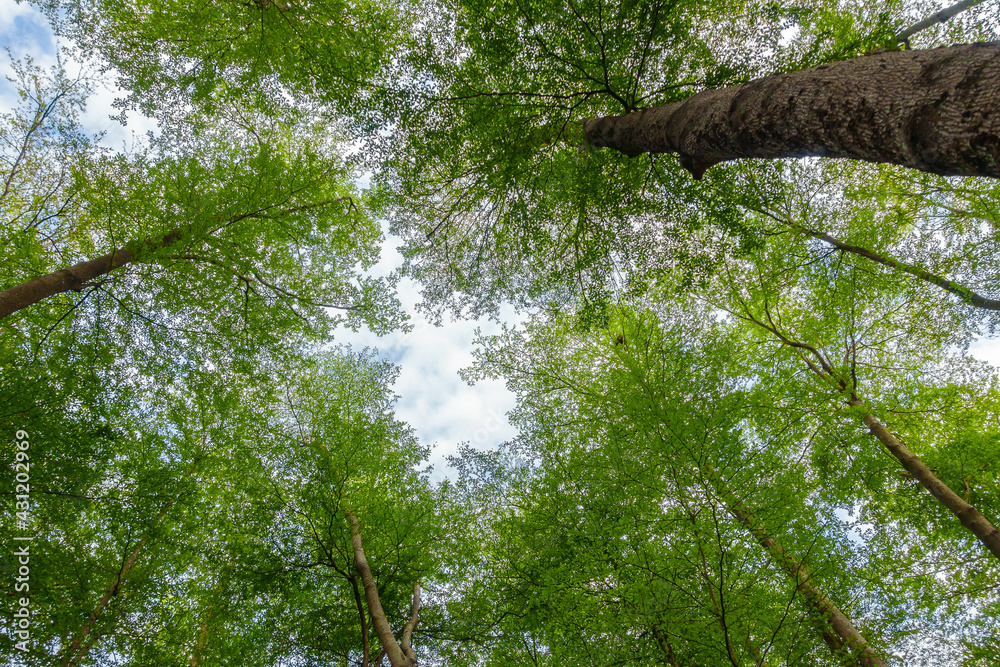 Fototapeta premium Looking up at the sky in the madagascar almond forest in Shanhua, Tainan