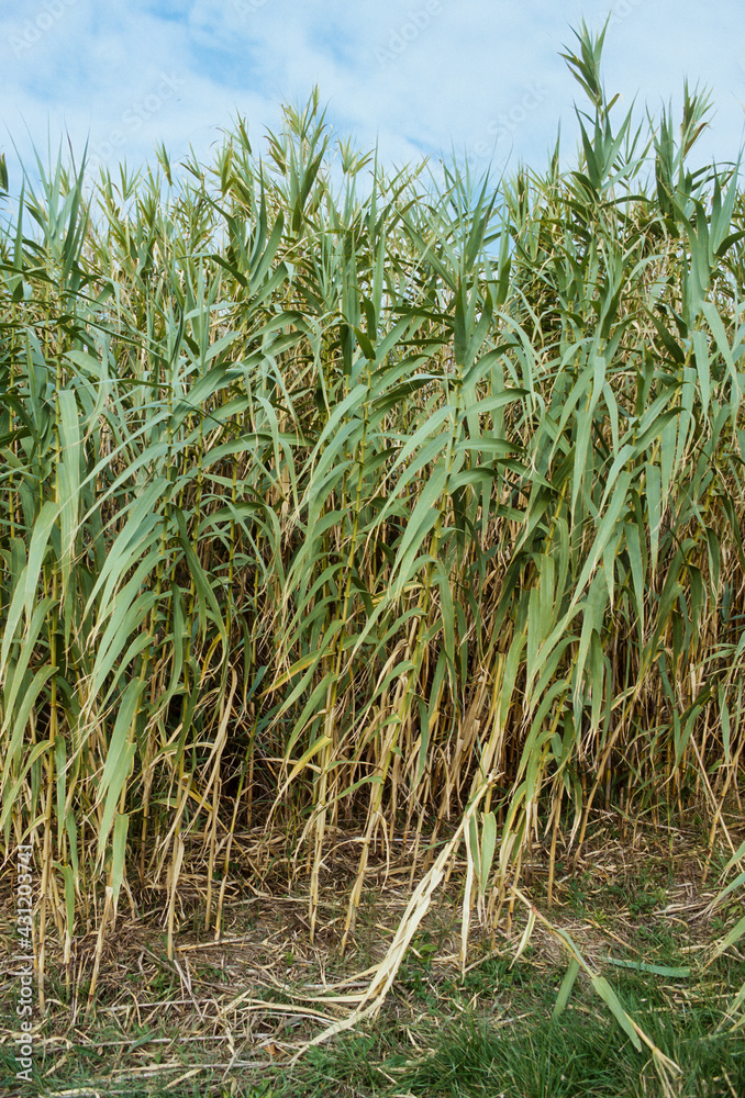 Fototapeta premium Canne de Provence, Arundo donax