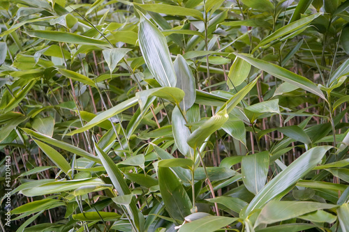 Invasive bamboo growing in English woodland photo