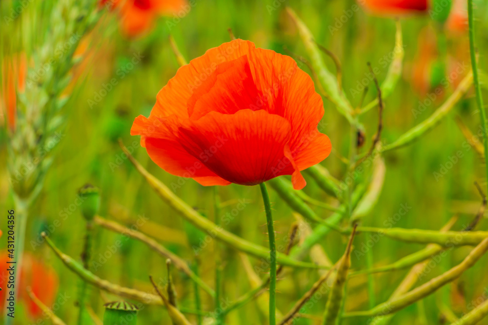 Single poppy in a field. Wildflower with red flowers. Grain field with infructescence of rape, barley, wheat in the field. Lots of poppy seed capsules in nature Single poppy in a field. Wildflower with red flowers. Grain field with infructescence of rape, barley, wheat in the field. Lots of poppy seed capsules in nature