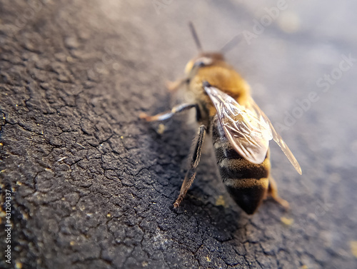 bee close up macro