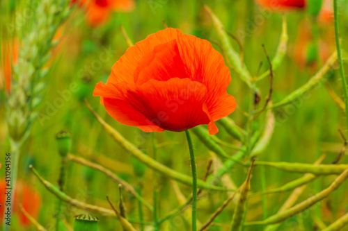 Single poppy in a field. Wildflower with red flowers. Grain field with infructescence of rape  barley  wheat in the field. Lots of poppy seed capsules in nature